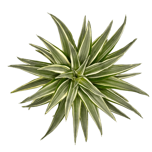 Dracaena Warneckii Top View