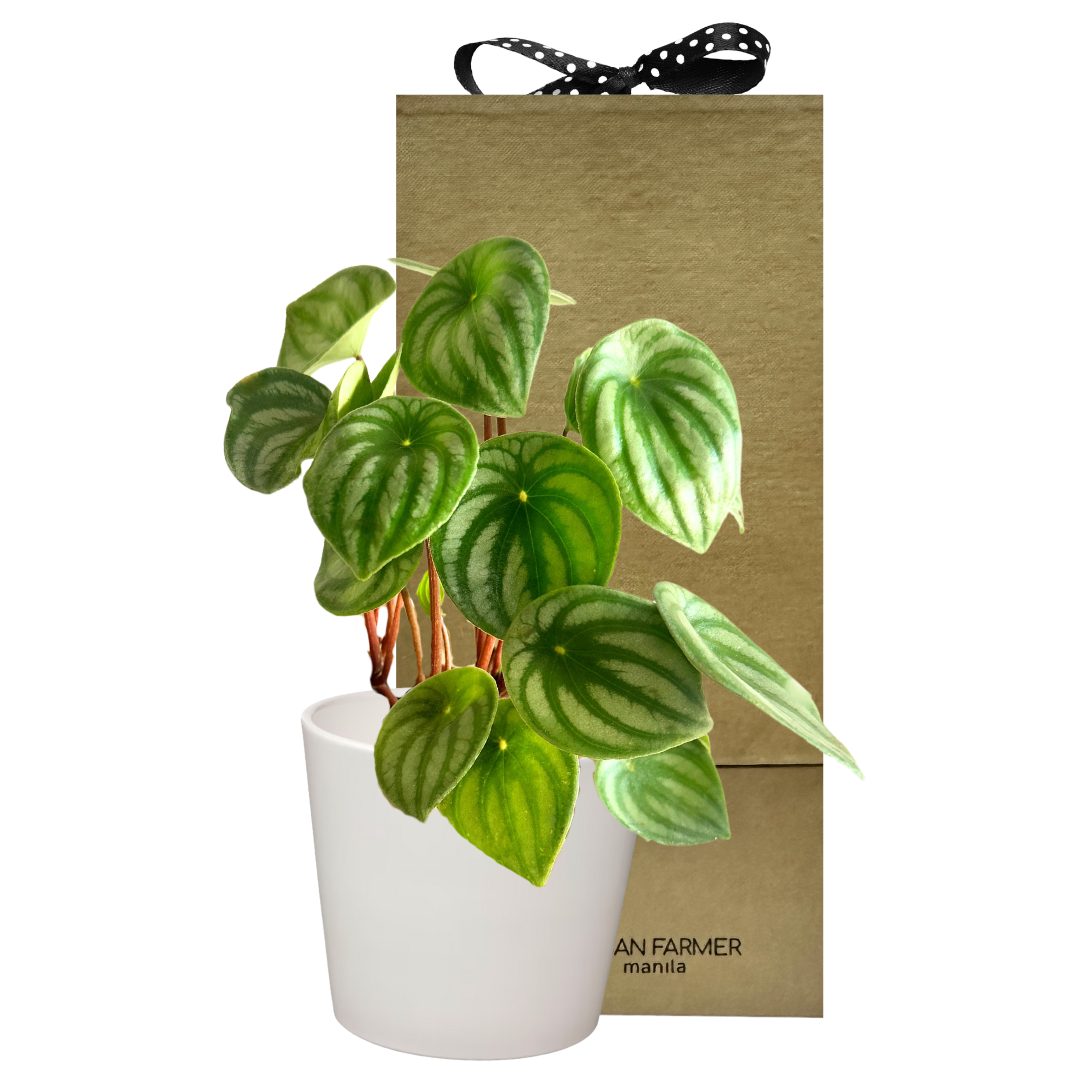 Watermelon Peperomia  "Peperomia Argyreia" Special Plant Box