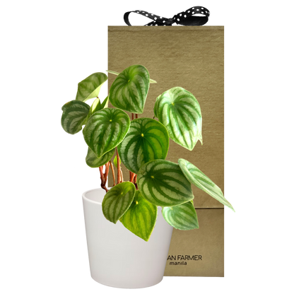 Watermelon Peperomia  "Peperomia Argyreia" Special Plant Box