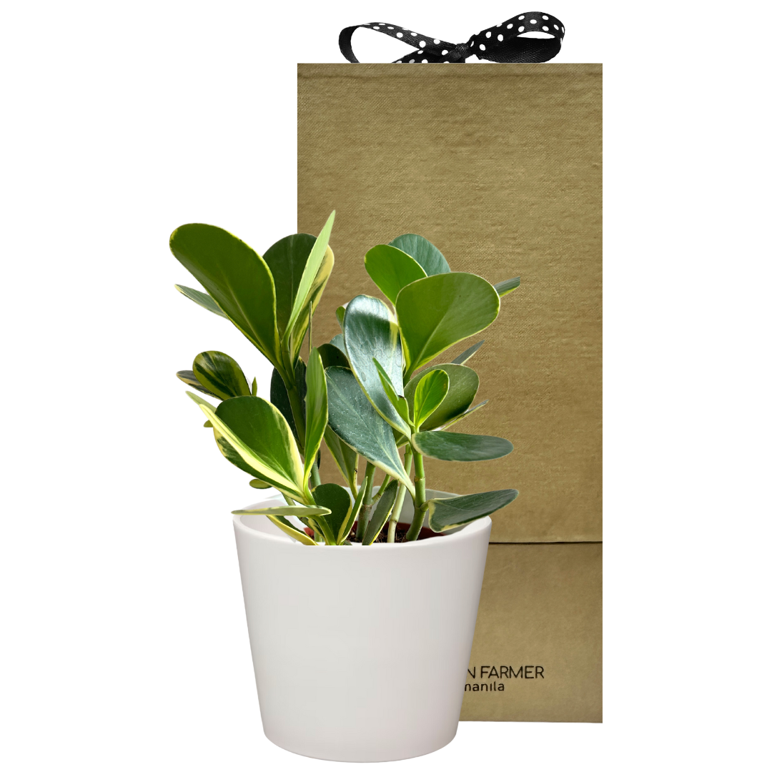 Variegata Autograph Tree Special Plant Box