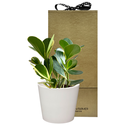 Variegata Autograph Tree Special Plant Box