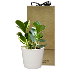 Variegata Autograph Tree Special Plant Box