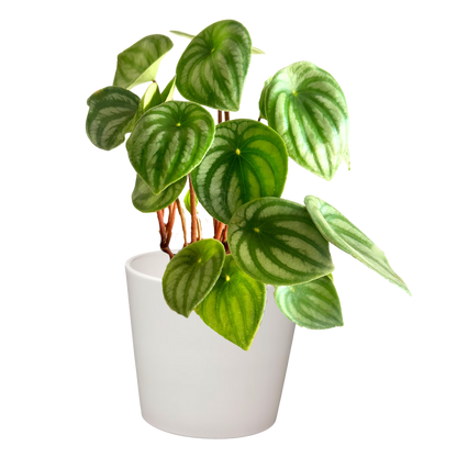 Watermelon Peperomia  "Peperomia Argyreia" Special Plant Box