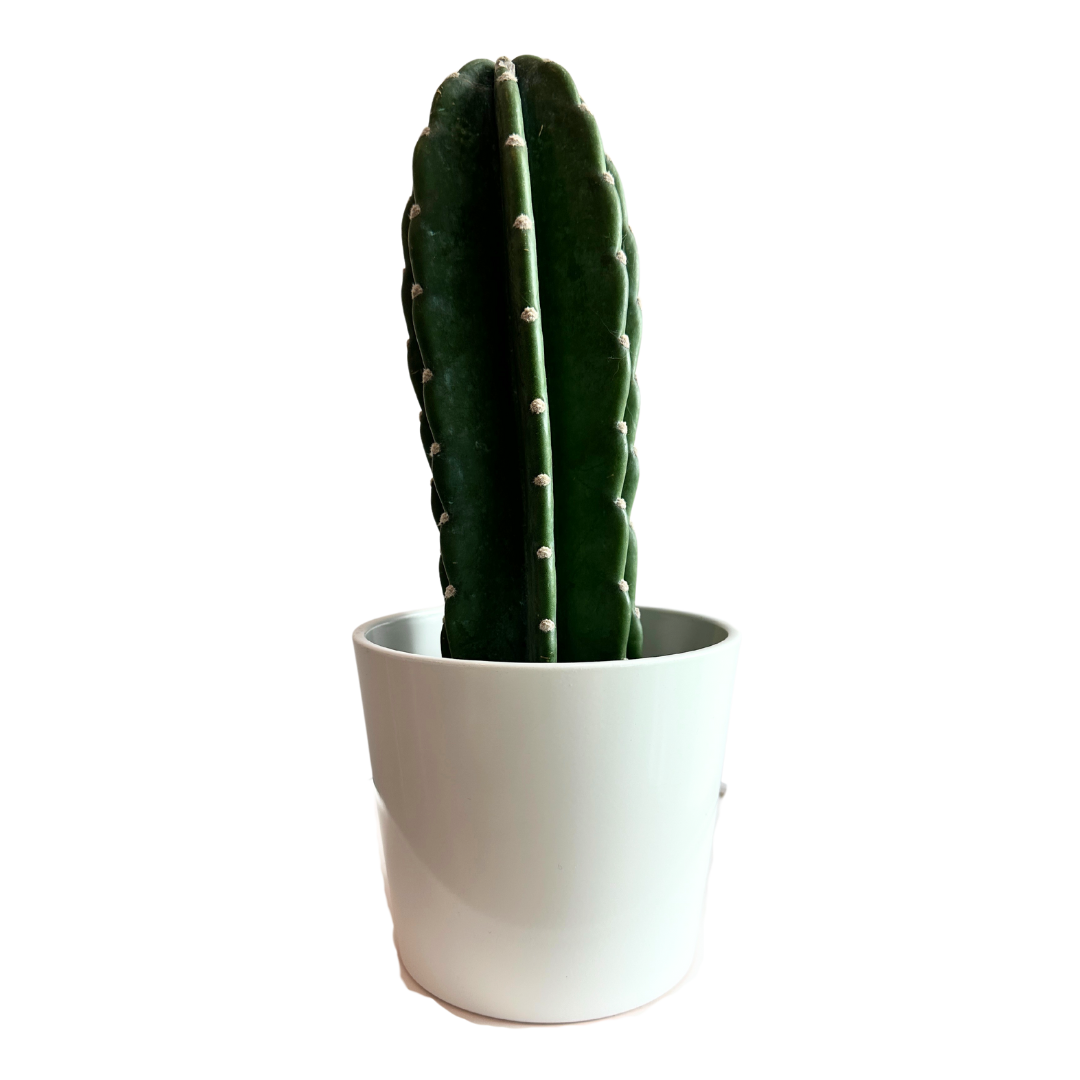 Pole Cactus