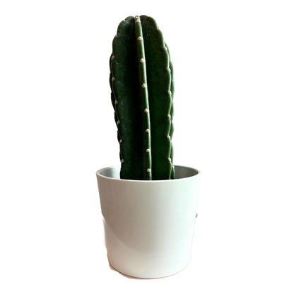 Pole Cactus