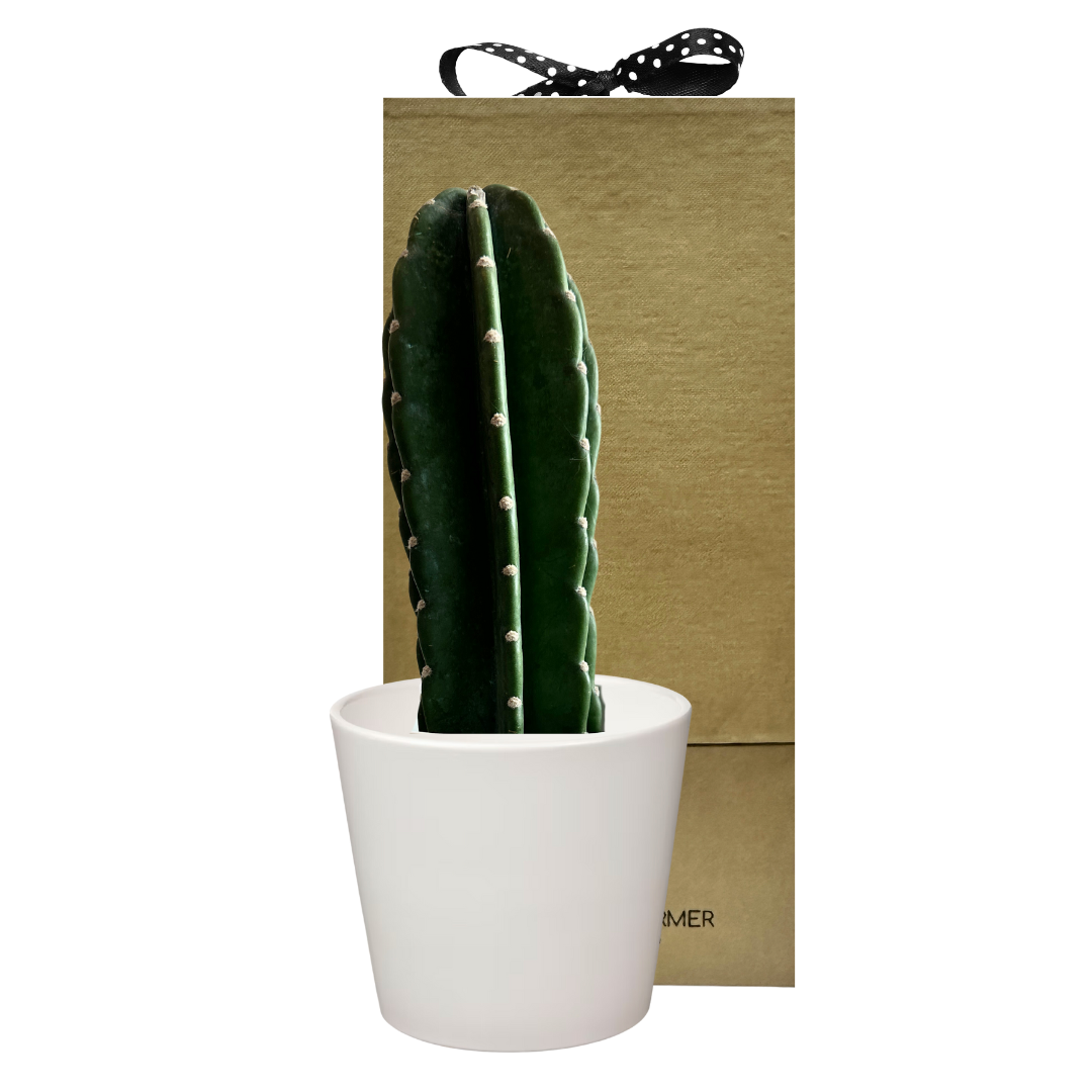 Pole Cactus