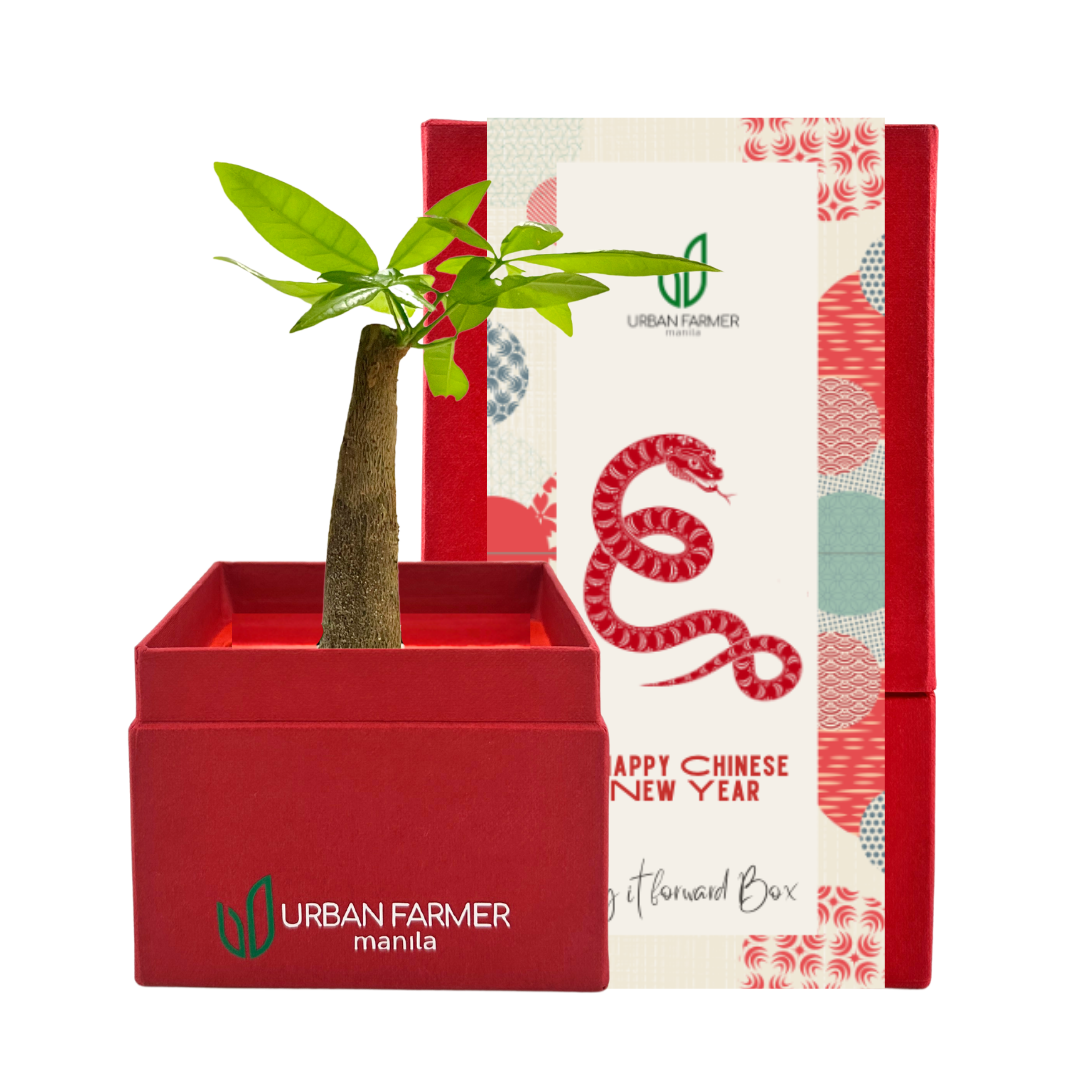 Bonsai Money Tree (Chinese New Year)