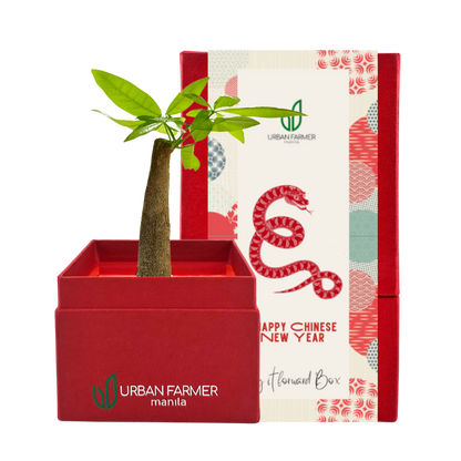 Bonsai Money Tree (Chinese New Year)