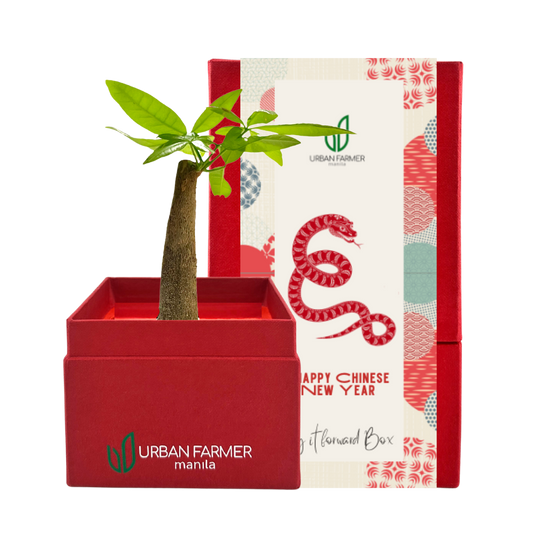 Bonsai Money Tree (Chinese New Year)