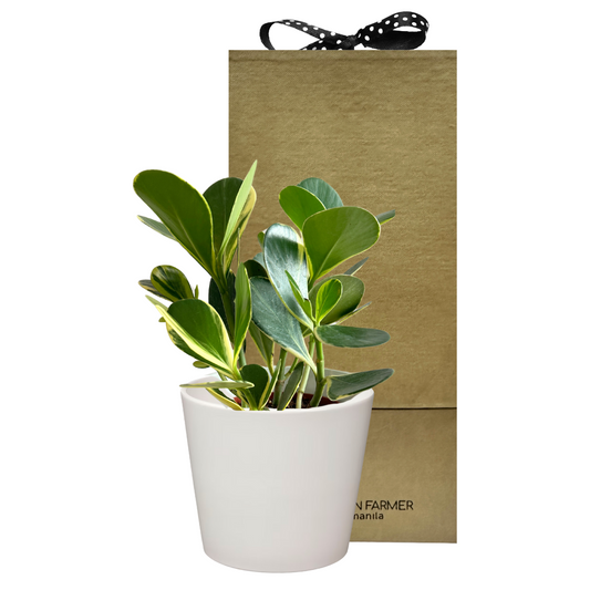 Variegata Autograph Tree Special Plant Box