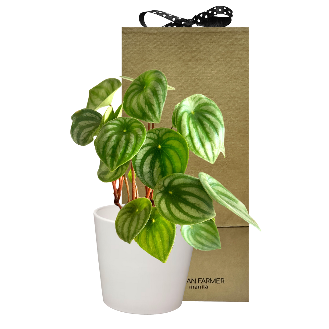 Watermelon Peperomia  "Peperomia Argyreia" Special Plant Box